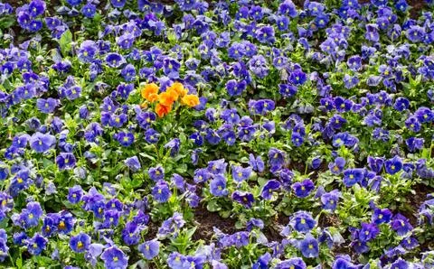 Be different! Foto stock