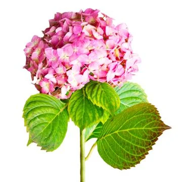 Be in full bloom Stock Photos