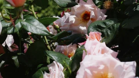 Be Hovering over a Rose Flower. Stock Footage 164130611