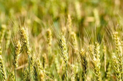 To be matured wheat Foto stock