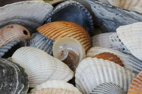 Be unique - interesting seashell Stock Photos