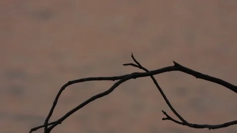 Bea Eater bird fly away from tree branch, at sunset time Stock Footage 194725636