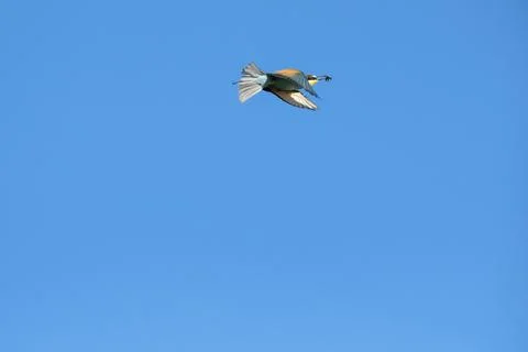 Bea eater on the cable. Stock Photos