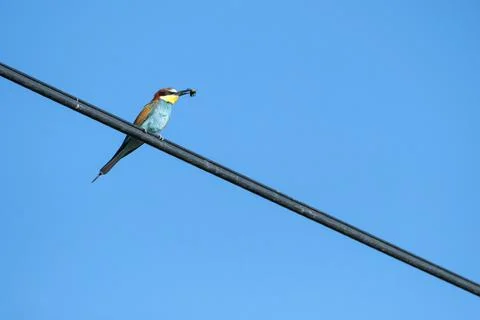 Bea-eater on the cable. Foto stock