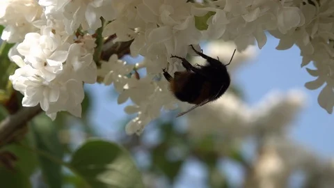 Bea in a flower Stock Footage 92441574