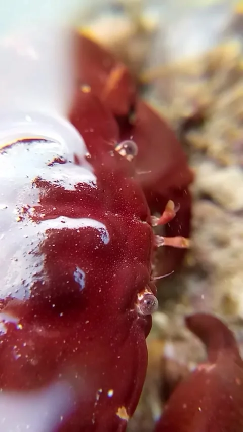 Beaautiful vivid red crab (Grapsus grapsus) in water Stock Footage 278908059