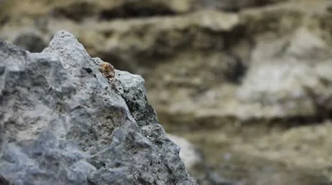 Beach 010 Stock Footage 11347581