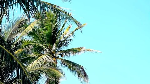 Beach 3 palmtrees closeup Video stock 94023664
