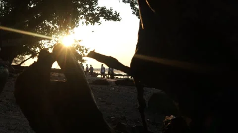 On the beach (4) Stock Footage 296730822