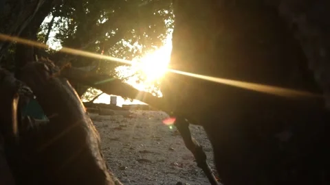 On the beach (5) Stock Footage 296730823