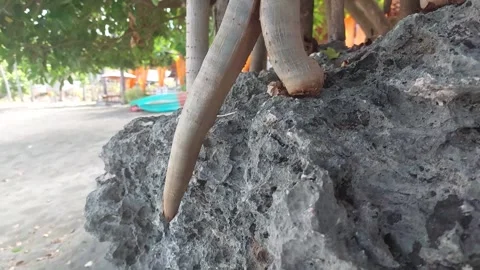 Beach (7) Video stock 276693819