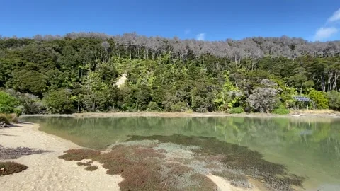 Beach in Abel Tasman Видео 343952914