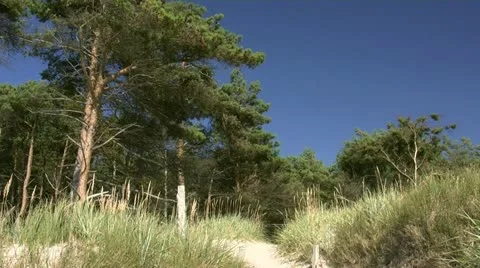 Beach Access on Darss Peninsula - Baltic Sea, Northern Germany Видео 12530102