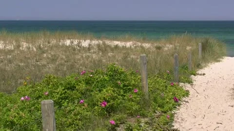 Beach Access with Wild Roses at the Baltic Sea - Northern Germany Stockbeeldmateriaal 12533767