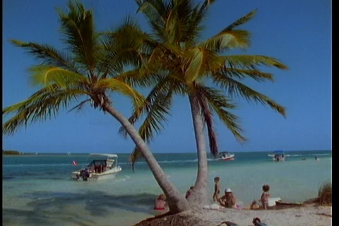 Beach activity beyond big palm at Florida beach Stock Footage 122114294