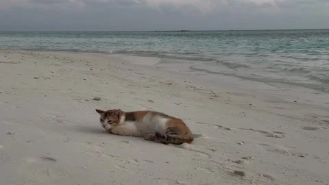Beach after sunset, cat, peacefully sleeping Stock Footage 317591387