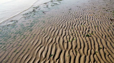 Beach with algae and low tide Stock Footage 65117524