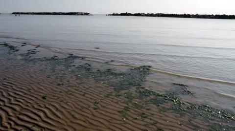 Beach with algae and low tide Stock Footage 65117527