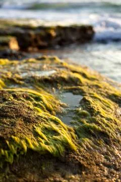 Beach algae at sunset Stock Photos