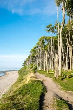 Beach and beech trees Stock Photos