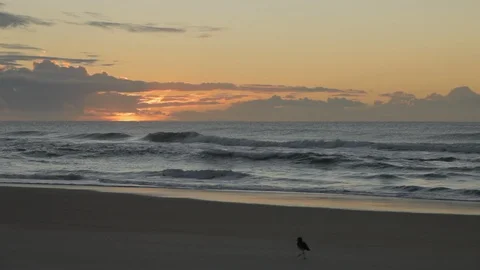 Beach and bird Stock Footage 100661235