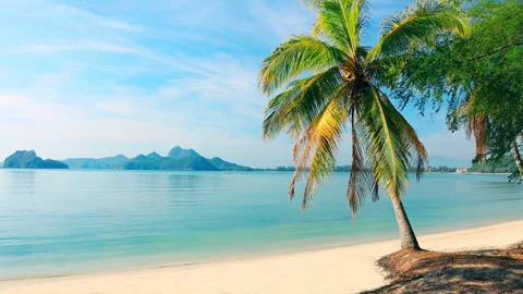 Beach and coconut palm trees Video stock 260503907