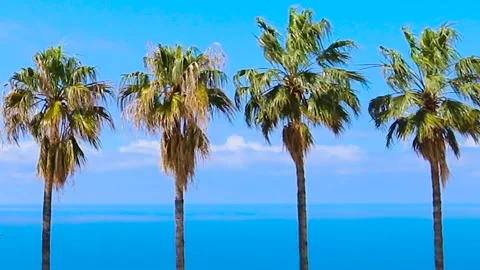 Beach and Coconut Palms on the Background of the Sea. Palm Trees, Blue Sky. Stock Footage 243183420