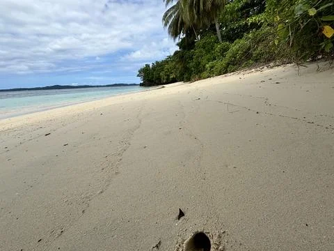 Beach and coconut tree Stock Photos