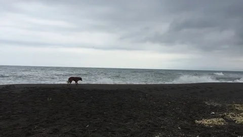 Beach and dog Stock Footage 84264275