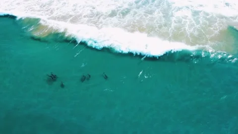 Beach and dolphins Stock Footage 222040438
