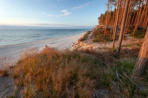 Beach and forest on the seashore during sunset Stock Photos