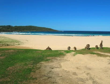 Beach and kangaroo Stock Photos