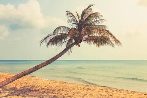 Beach and  palm tree  with ocean background Stock Photos