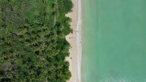 Beach and palm trees Stock Footage 133505507