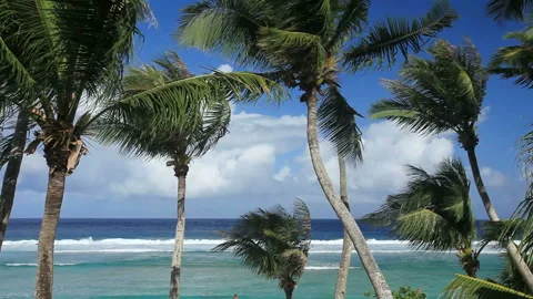 Beach and Palm Trees Stock Footage 324924236