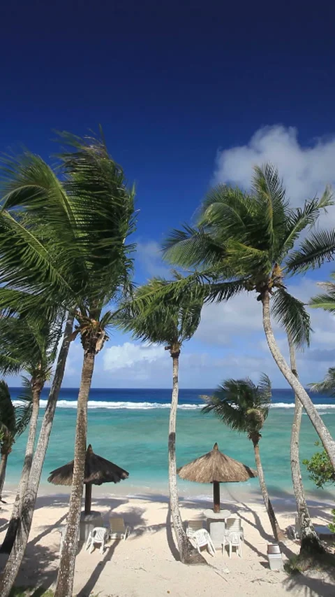 Beach and Palm Trees Video stock 324924356