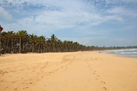 Beach and Palm Trees Stock Photos