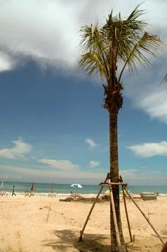 Beach and palmtree Stock Photos