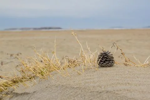 Beach and Pinecone Stock Photos