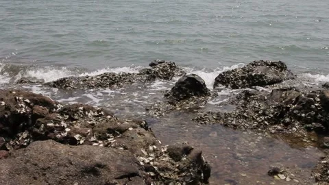 The beach and rocks with shells Stock Footage 221556619