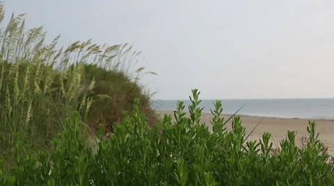 Beach and sand dunes Stock Footage 36752959