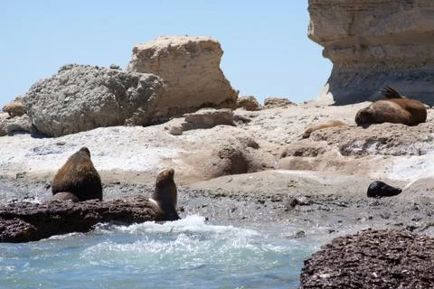 Beach and Sea lions Stock Photos
