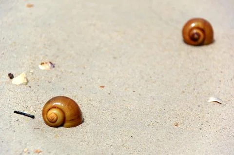 Beach and snails Stock Photos