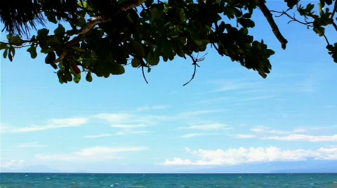Beach and a tree leaves Stock Footage 727854