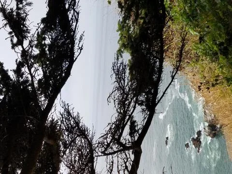 Beach and Trees Stock Photos
