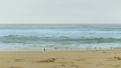 Beach and view of ocean with walking birds. Stock Footage 146028676
