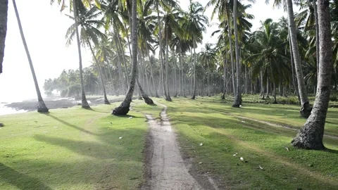 Beach area with coconut trees Video stock 194424344