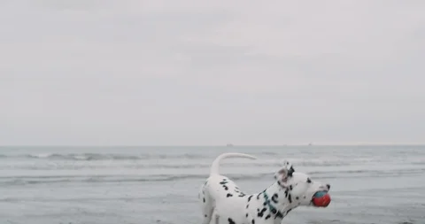 On the beach awesome dog running with a ball on his mouth closeup to the camera Stock Footage 101470080