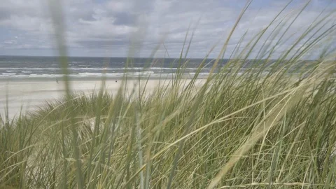 Beach in the background and dunes Grass blows in the foreground Stock Footage