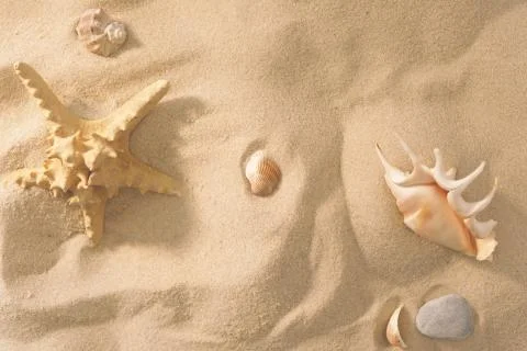 Beach background with shells and starfish. Vacation concept. Top view. Flat l Stock Photos